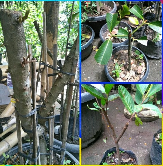 jual nature stek akar batang -1