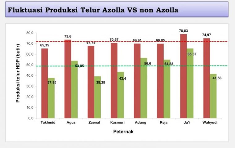 azolla sebagai pakan entog - pakan pakai azolla dan yang tanpa azola