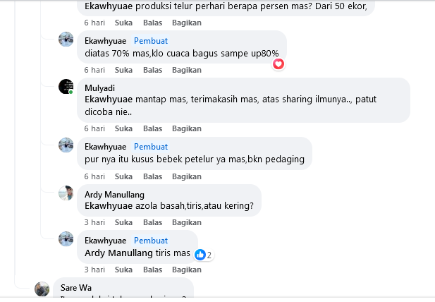 Azolla Untuk Pakan Bebek Petelur