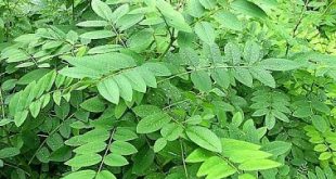 tanaman indigofera sebagai pakan ternak